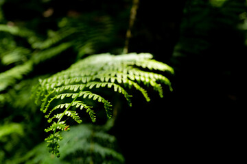 Shallow focus of the tip of a young wild fern seen growing in a glade within a large forest. The delicate leaves are evident in this full frame picture.