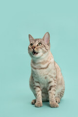 Hungry Snow bengal cat looking up with its mouth open, speaking sitting on a blue background