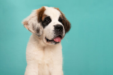 Portrait of a Saint Bernard puppy dog looking away with its tongue sticking out  on a blue background with space for copy