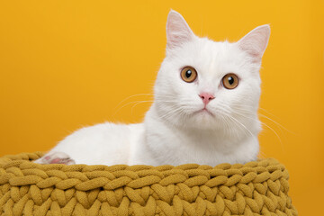 White cat lying in a yellow basket mathing the color of his eyes on a yellow background