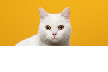 White cat looking over a white border on a yellow background with space for copy