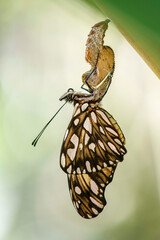 Passion butterfly hatching out  from its cocoon or pupa