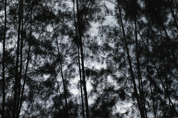 silhouette of pine trees, nature background