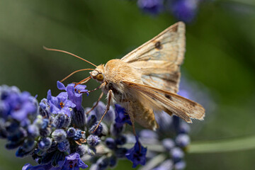 noctuelle peltigère