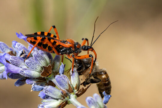 r&eacute;duve irascible tuant une abeille