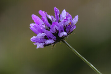 Fototapeta na wymiar flower with dew drops