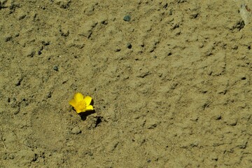 yellow flower in the sand