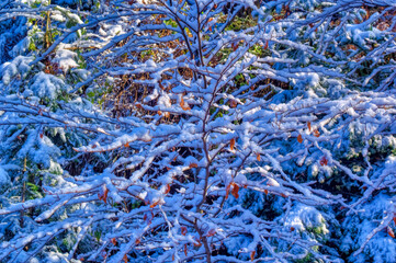 Frozen landscape covered with snow during cold winter day.