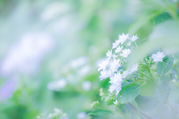 初夏の白いあじさいの花