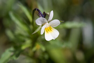 A gypsophila elegans flower (macro)
