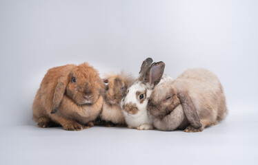 A Group of furry and fluffy cute red brown rabbit erect ears are sitting look in the camera,...
