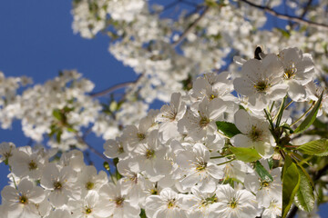 tree flowers