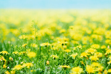 Close-up of natural yellow dandelion flowers on green grass with blurred background. Meadow and blue sky in blur. Selective focus.