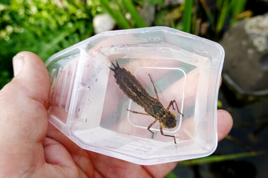 Libellenlarve kurz vor dem Schl&uuml;pfen