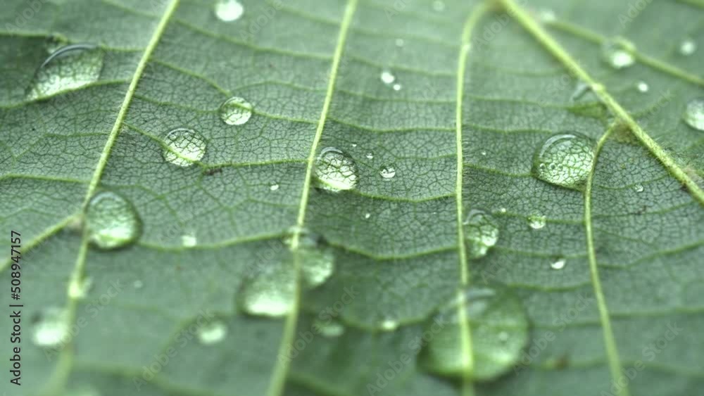 Wall mural macro rotation leaf texture with raindrops