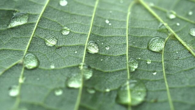 Macro Rotation Leaf Texture With Raindrops