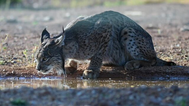 Iberian lynx, Lynx pardinus, drinking water in a pond