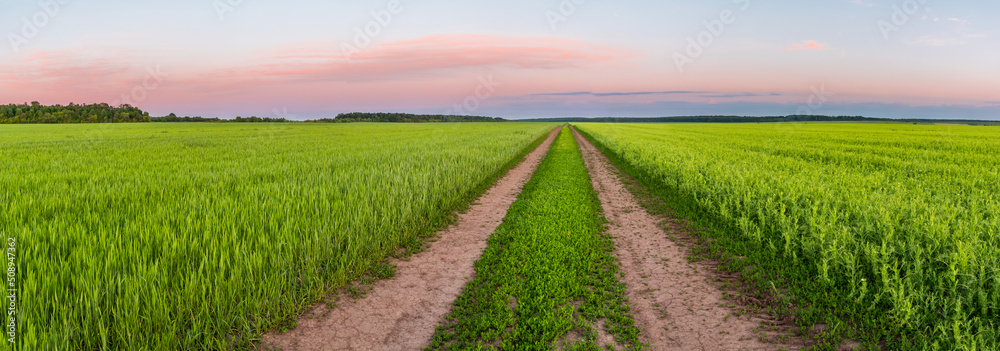 Wall mural The road between the green fields of young shoots of crops. Panoramic view