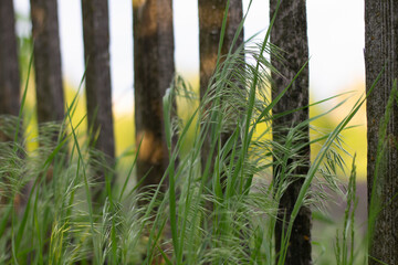 fence in the grass