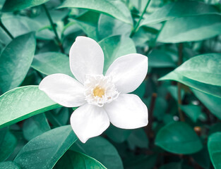Obraz premium Five-petaled white jasmine flowers are blooming,white color,small five petals with yellow pollen