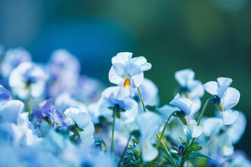 Beautiful gentle blooming blue viola flowers, floral nature beauty - obrazy, fototapety, plakaty