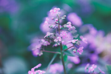 Obraz premium Beauty of spring flowers, violet floral abstract nature background