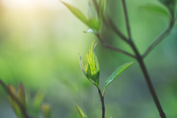 Green tree leaves at sunrise light, nature background, sunny forest