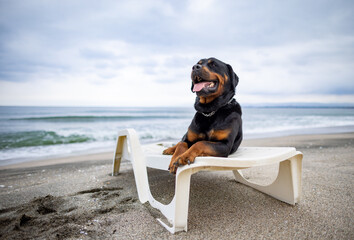 Rottweiler dog resting on a deck chair on the beach