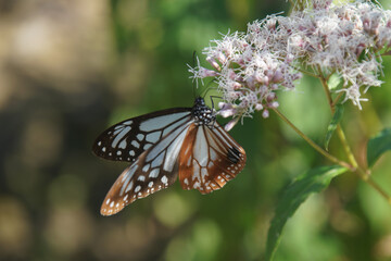 秋の大原野のフジバカマとアサギマダラ