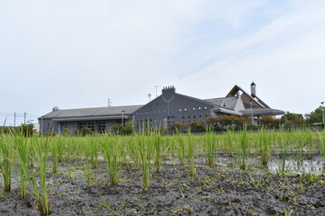 Fototapeta na wymiar 滋賀県、田舎の風景、田んぼ、畑、稲
