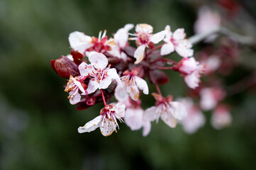 Obraz premium Prunus cerasoides flower, Wild Himalayan cherry plants.