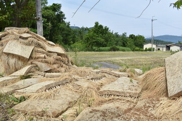 滋賀県、田舎の風景、田んぼ、畑、稲