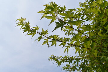 紅葉、もみじ、モミジ、緑色、