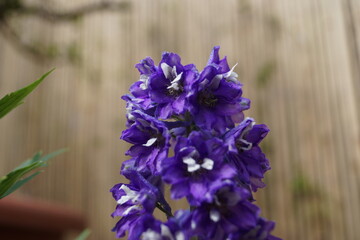 Blumen und Pflanzen in voller Bl&uuml;te in den Bl&uuml;ten eine Hummel