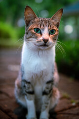 Fototapeta premium portrait of a cat