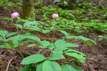 ベニバナヤマシャクヤク