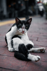 black and white cat on the street