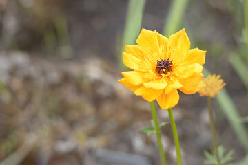 Altai bathing suit or Altai fire close-up. Trollius altaicus.