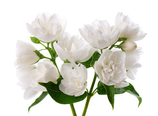 Fototapeta na wymiar Jasmine flower, isolated on white background. Branch of white terry jasmine flowers.