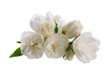 Obraz na płótnie Canvas Jasmine flower, isolated on white background. White terry jasmine flowers.