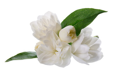 Fototapeta premium Jasmine flower, isolated on white background. White terry jasmine flowers.