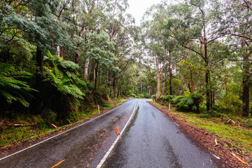 Fototapeta premium Donna Buang Rd Drive in Victoria Australia
