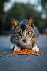 Stray cat tongue out
