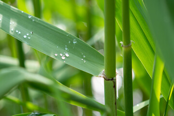 reed leaves zongzi leaves morning dew