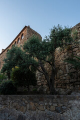 Fototapeta na wymiar medieval palace in the medieval village of pals on the costa brava with an olive tree