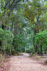 Exterior shot of a forest trail though Nara park, Japan