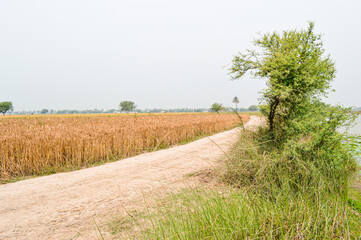 path in the field
