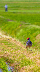 朱鷺と暮らす島　佐渡島