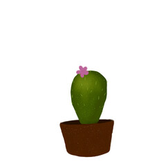 cactus in a pot
