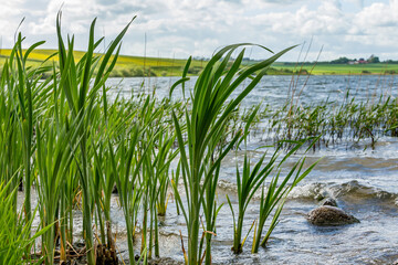 Fototapeta na wymiar Solbjerg Lake Denmark 02-05-2022 - View of the lake